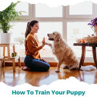 Train your puppy