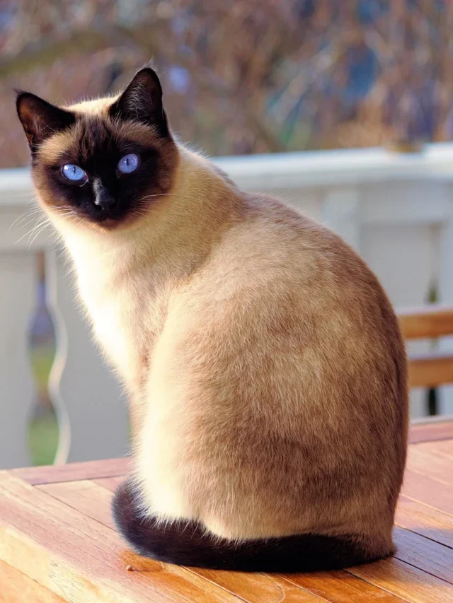 Facts about Siamese cats you don’t know