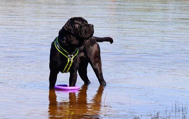 Cane corso