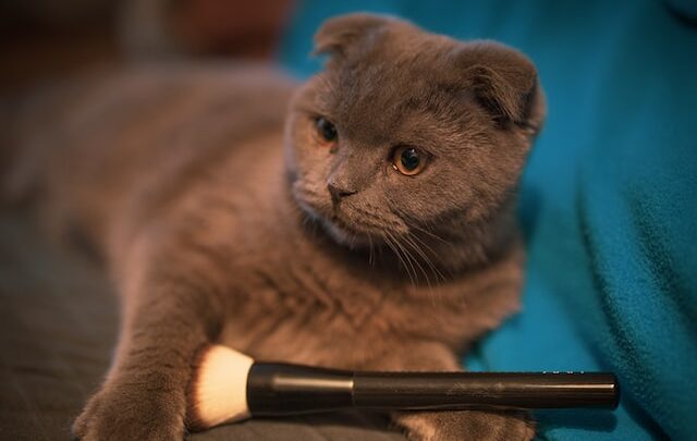 Cat Brushes
