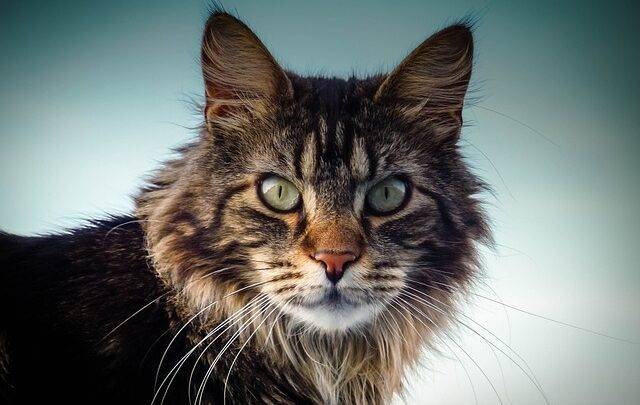 maine coon