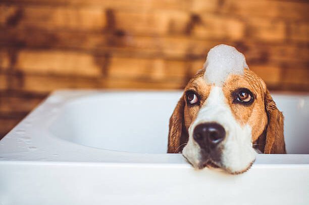 Bathing a Dog