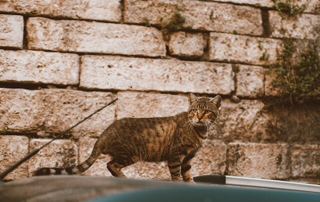 black-footed cat