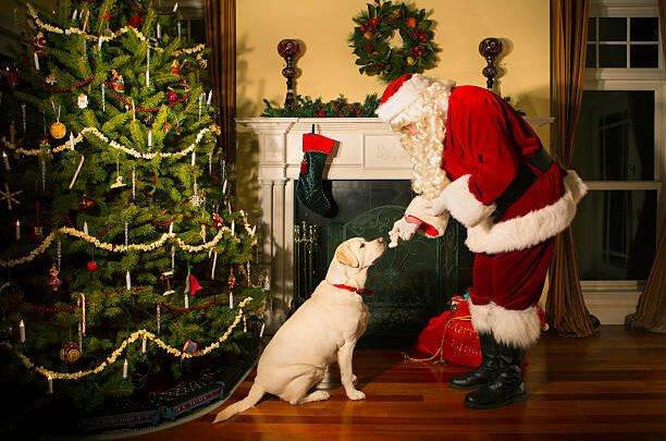 Pet Christmas Stocking