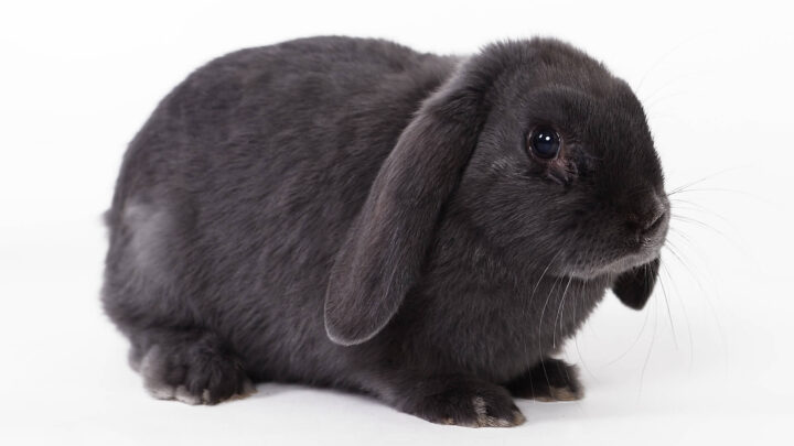 Black Holland Lop Rabbit