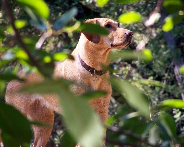Fox Red Labrador Retriever