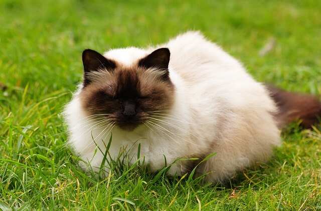 Himalayan Persian Cat