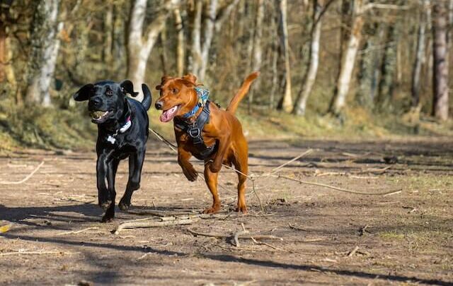 Labrador Retriever