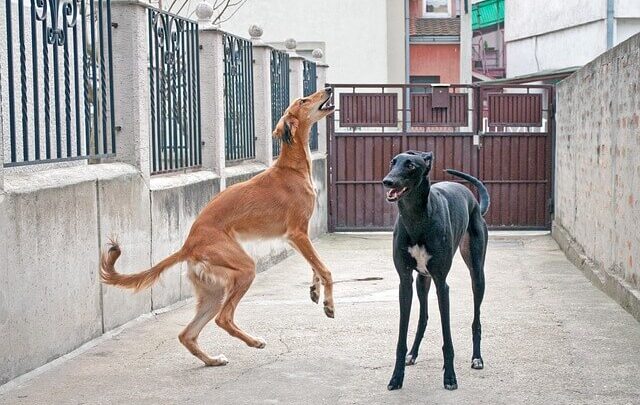 Saluki breed