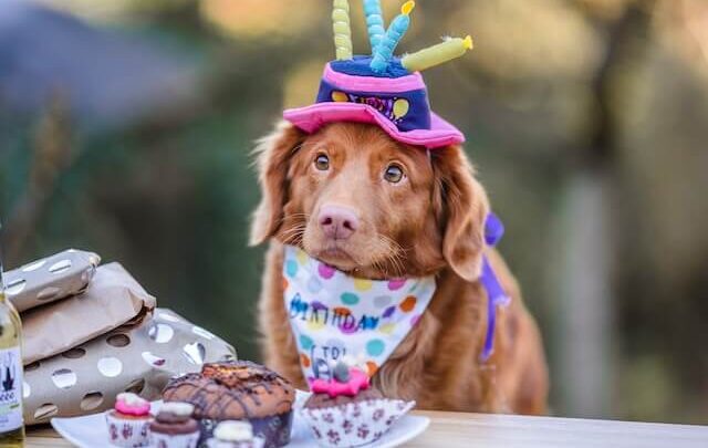 Birthday Tips for Dogs