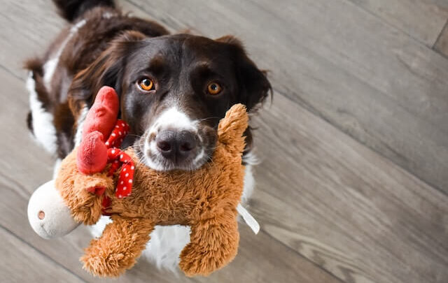 Tuffy dog toys