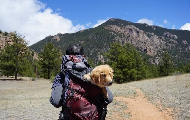 hiking with your dog