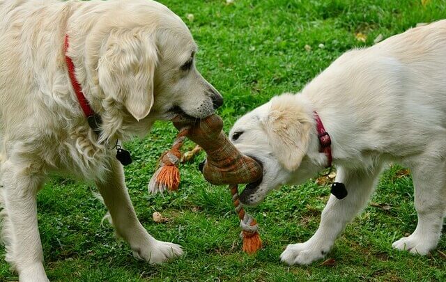 indestructible dog toys