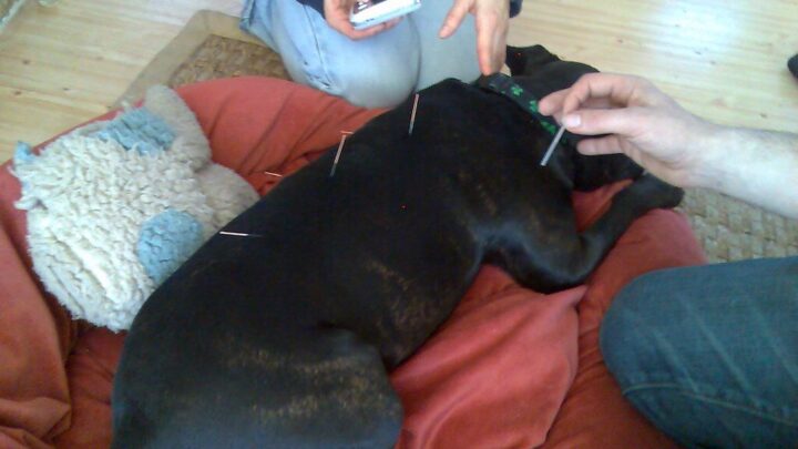 pet acupuncture