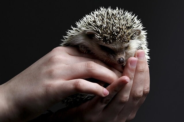 hedgehog as pet